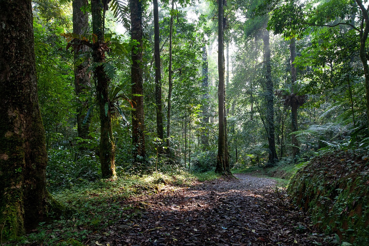 Eco-Friendly Ways to Enjoy Australia’s Daintree Rainforest